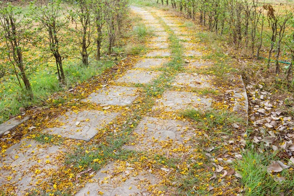 Stenen Loopbrug Met Gele Bloem Gele Poinciana Tuin — Stockfoto