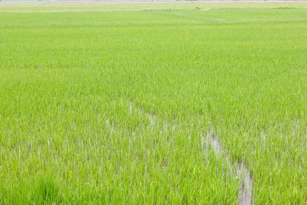 Grüne Reisfeld Hintergrund — Stockfoto