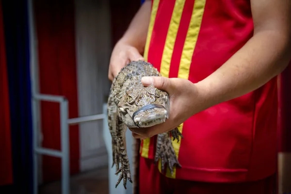 Рука Держит Пресноводного Молодого Крокодила — стоковое фото