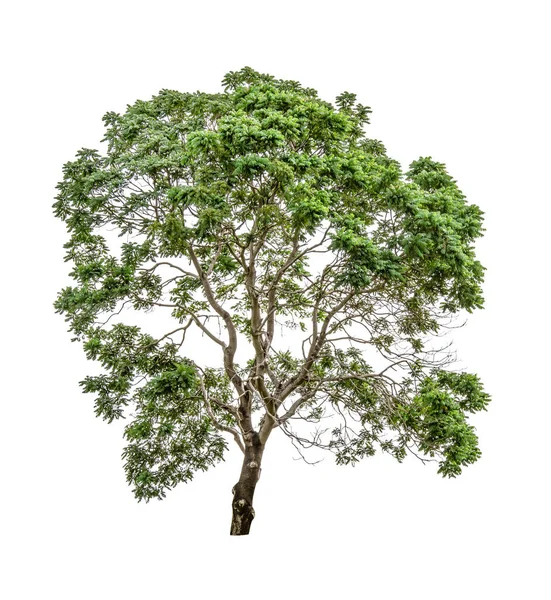 Green Tree Isolated White Background — Stock Photo, Image