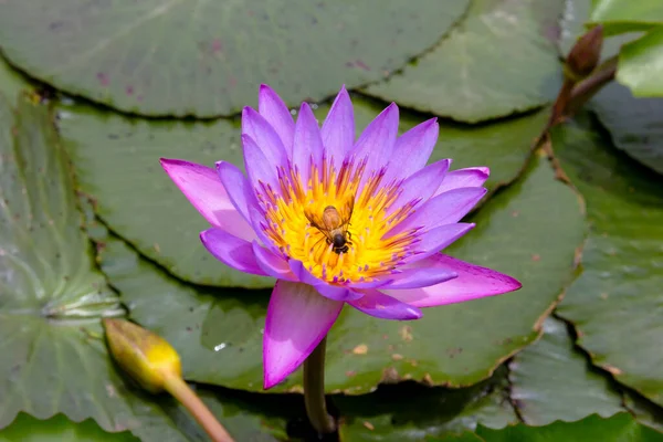 Pink Lotus Blooming Pond — Stock Photo, Image