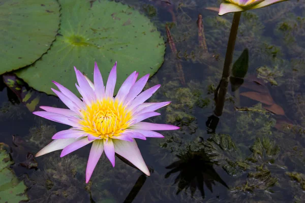 池に咲く紫色の蓮 — ストック写真