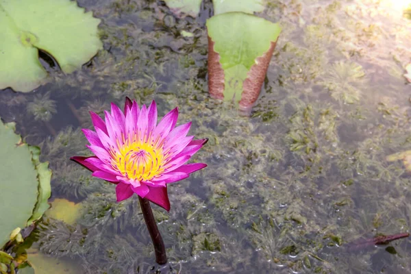 朝の日差しとピンクの蓮の花 — ストック写真