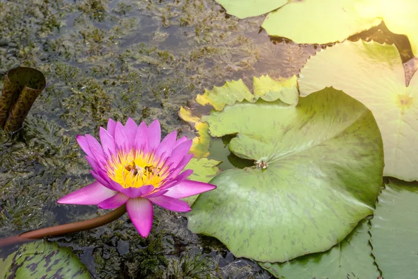 朝の日差しとピンクの蓮の花 — ストック写真