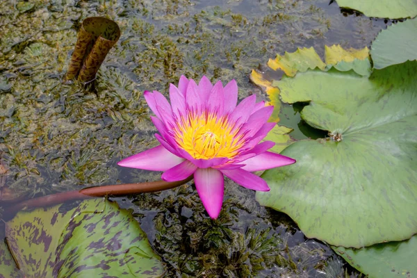 池に咲くピンクの蓮 — ストック写真