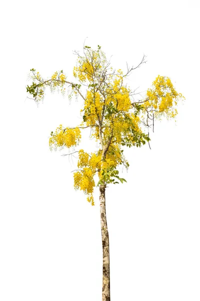 Golden Shower Cassia Fistula Isolated White Background National Tree Thailand — Stock Photo, Image