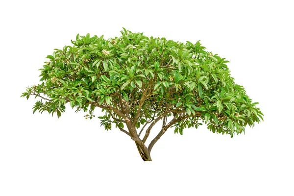 Frangipani Baum Isoliert Auf Weißem Hintergrund — Stockfoto
