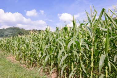 Mavi gökyüzü olan mısır çiftliği
