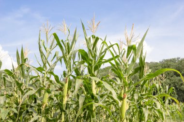 Mavi gökyüzü olan mısır çiftliği