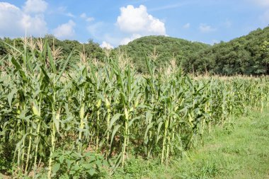 Mavi gökyüzü olan mısır çiftliği