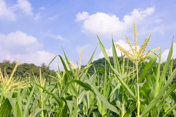 Maïsboerderij Met Blauwe Lucht — Stockfoto