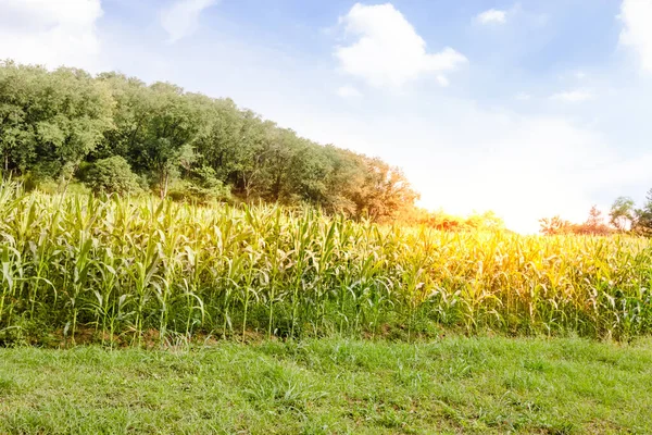 Maïsboerderij Met Blauwe Lucht — Stockfoto