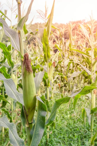 Fazenda Milho Com Luz Solar Matinal — Fotografia de Stock