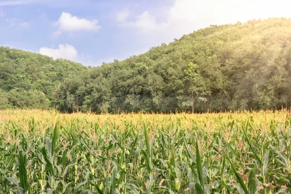 Maïsboerderij Met Blauwe Lucht — Stockfoto