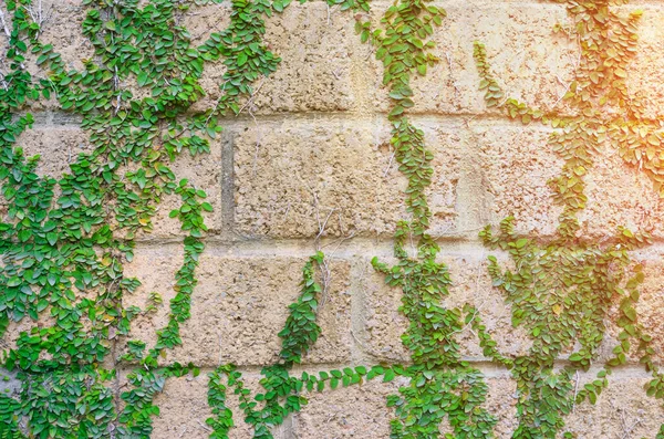 ivy and wall with morning sunlight,Abstract background