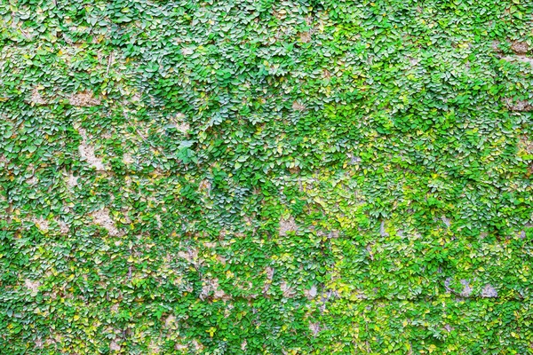 sarmaşık ve duvar kahverengi tuğlalı, soyut arkaplan