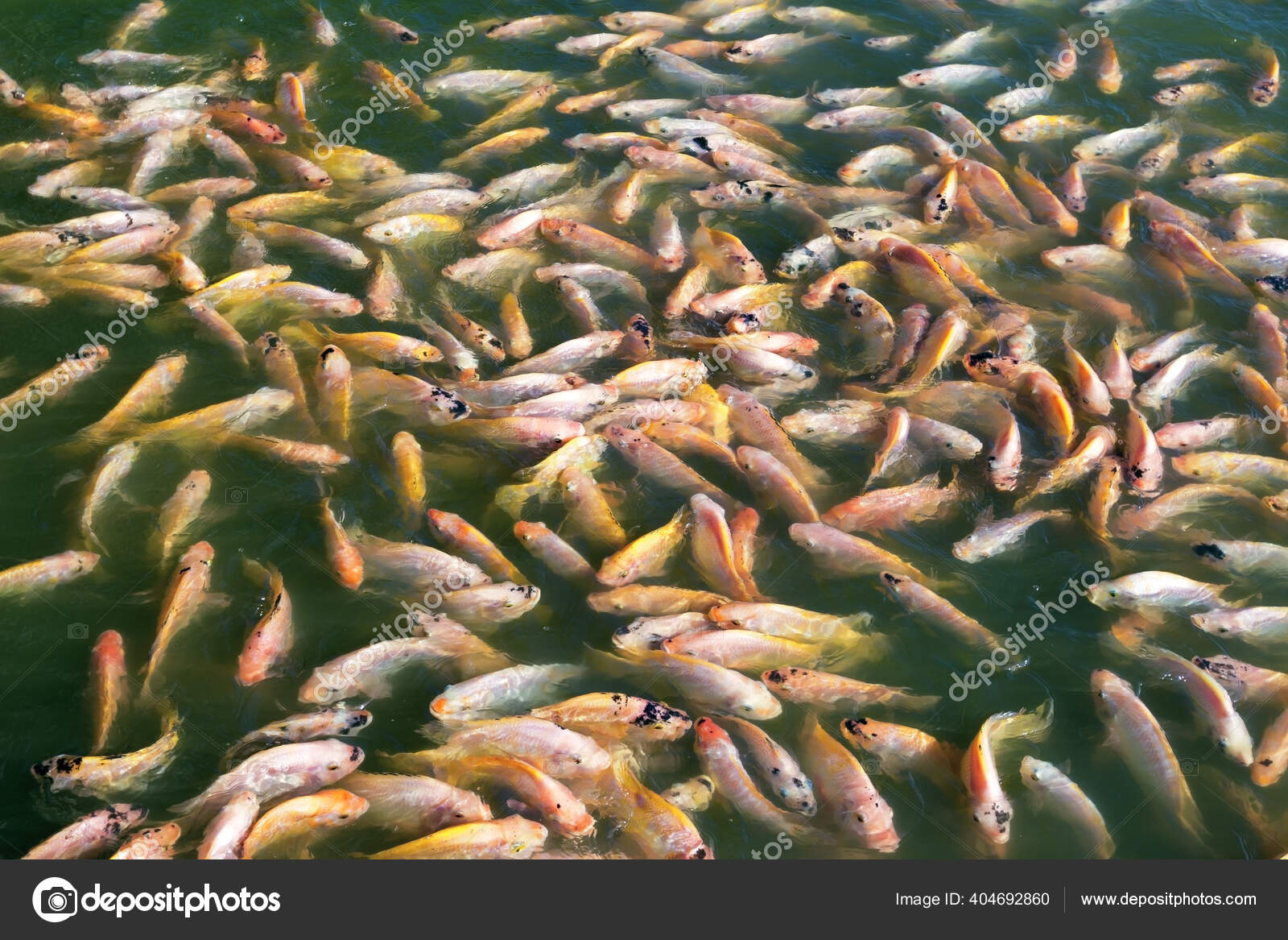 Nile Tilapia Fish Pond — Stock Photo © warat42 #404692860