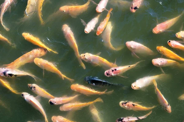 Nile Tilapia Fish Pond — Stock Photo, Image