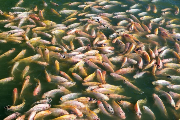 Ikan Nile Tilapia Kolam — Stok Foto
