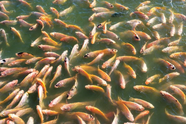 Ikan Nile Tilapia Kolam — Stok Foto