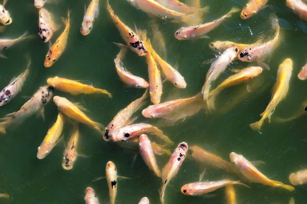Nile Tilapia Fish Pond — Stock Photo, Image