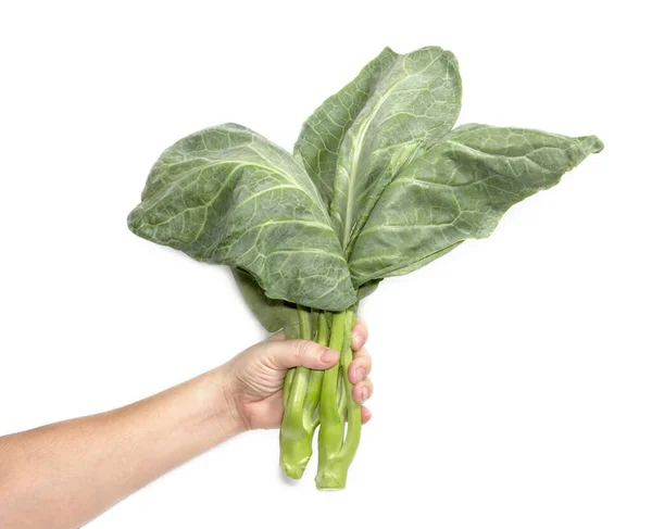 Hand Holding Leaves Collards Background Chinese Kale — Stock Photo, Image