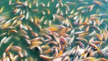 Nil tilapia balığı gölde