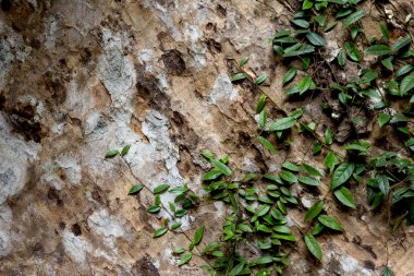 Kabukta sarmaşık ve duvar, soyut arkaplan
