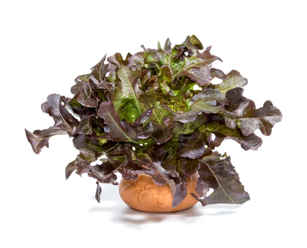 Röd Blad Sallad Med Pott Vit Bakgrund — Stockfoto