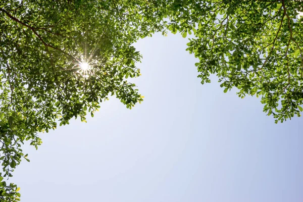 Boom Vertakt Natuur Met Dag Hemel — Stockfoto