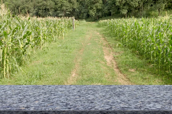 Mesa Mármol Con Granja Maíz —  Fotos de Stock