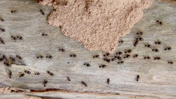 나무껍질을 걸어다니는 흰개미 — 비디오