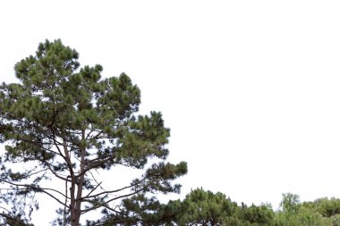 Pinus merkusii beyaz arkaplanda izole edilmiş.