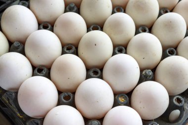 Plastik tepside kirli yumurtalar 