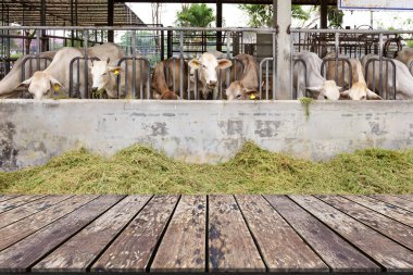 Wooden Table with Beef Cattle Cow Livestock in Farm background clipart