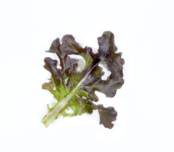Red Oak Leaf Lettuce White Background — Stock Photo, Image