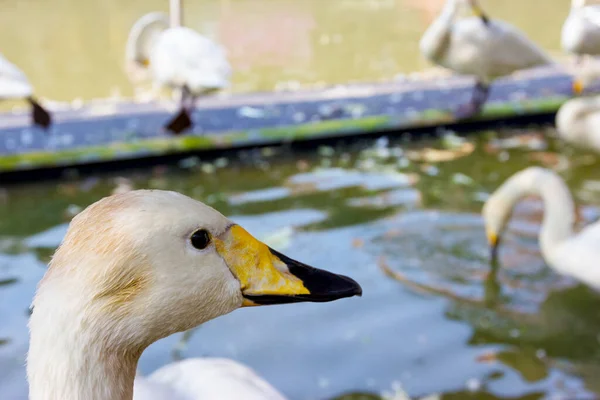 Cygnus Buccinator Dans Ferme — Photo