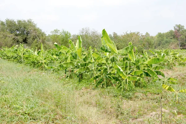 Bananenboom Tuin — Stockfoto