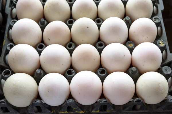 Plastik tepside kirli yumurtalar 