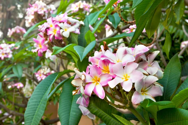 Nahaufnahme Rosa Plumeria Garten — Stockfoto