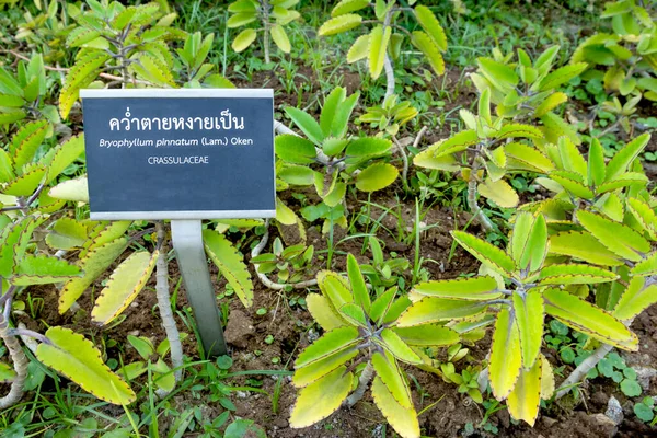 Bryophyllum Pinnatum Jardín Planta Hierbas — Foto de Stock