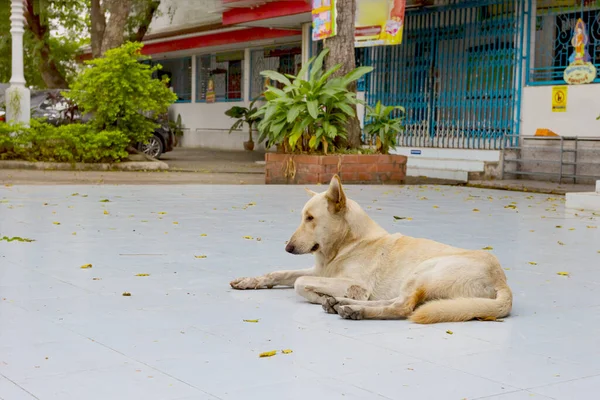 Streunender Hund Auf Dem Fußboden — Stockfoto