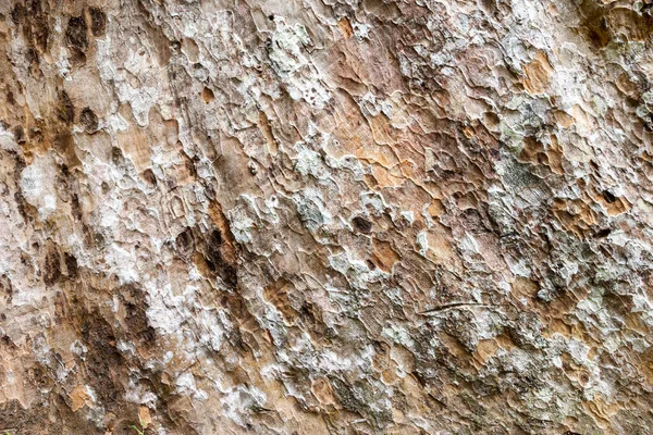 Detail bark of tree texture
