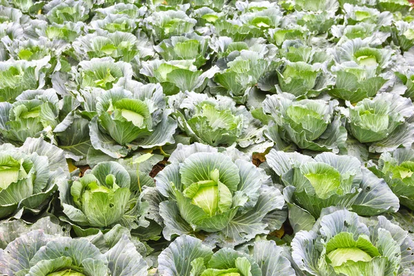 白菜のプランテーションブラシカ オレラセア — ストック写真