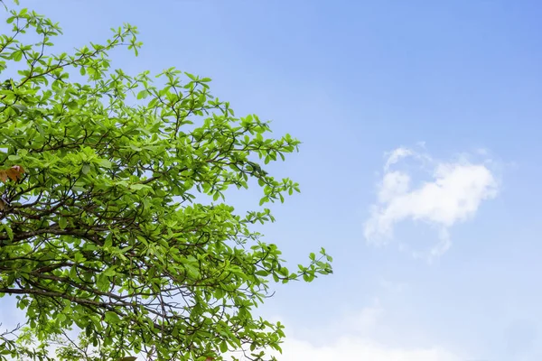 Groene Zee Amandelbladeren Met Boomtak Indiase Amandel — Stockfoto