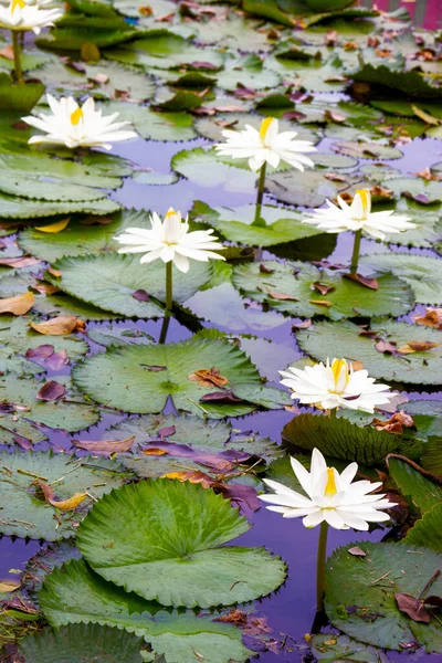 Lotus Branco Amarelo Florescendo Lagoa — Fotografia de Stock
