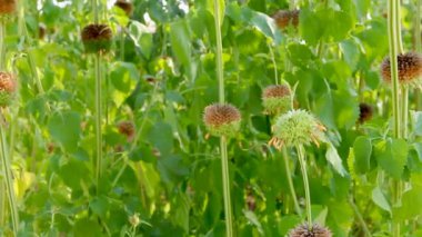 Leonotis Nepetifolia Ağacı Bahçede.