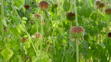 Leonotis Nepetifolia Ağacı Bahçede.