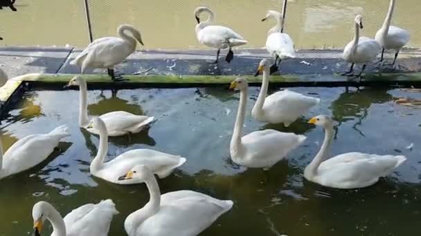 Weißer Schwan Oder Cygnus Buccinator Bauernhof — Stockvideo