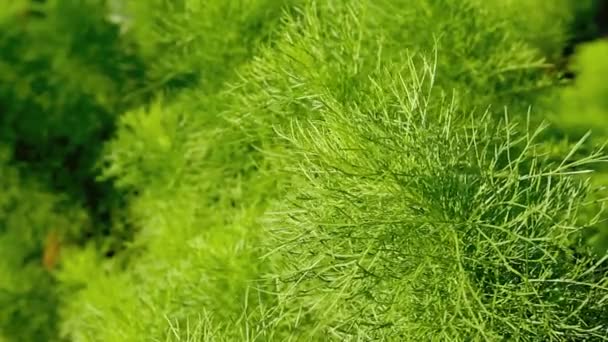 アスパラガスラセモスまたはシャタワリ ハーブ植物 — ストック動画